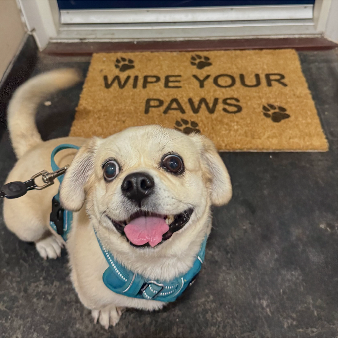 Wipe Your Paws Doormat