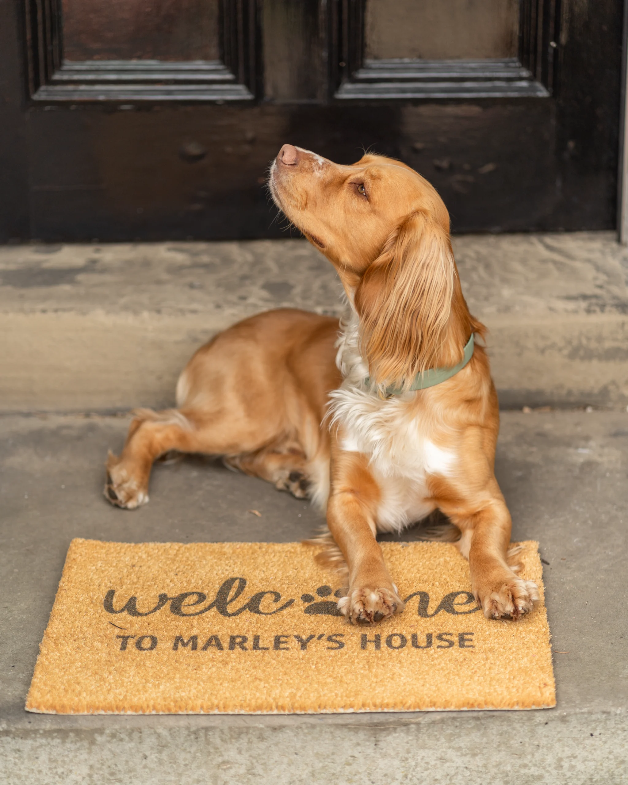 Welcome To Dogs House Personalised Doormat (60 x 40cm)