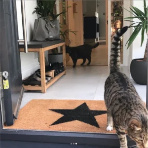 Cats