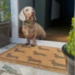 boujeebobby dachshund