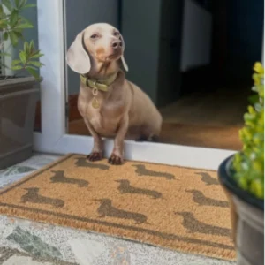boujeebobby dachshund