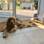 paws patio