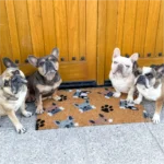 frenchies thefrenchiediaries