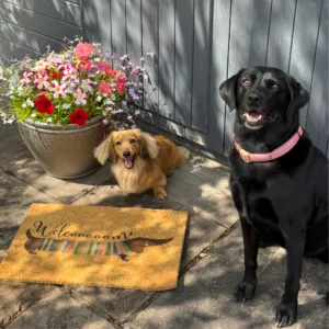 mr.spennysaus sausage dog doormat