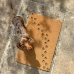 frankiethedaachshund